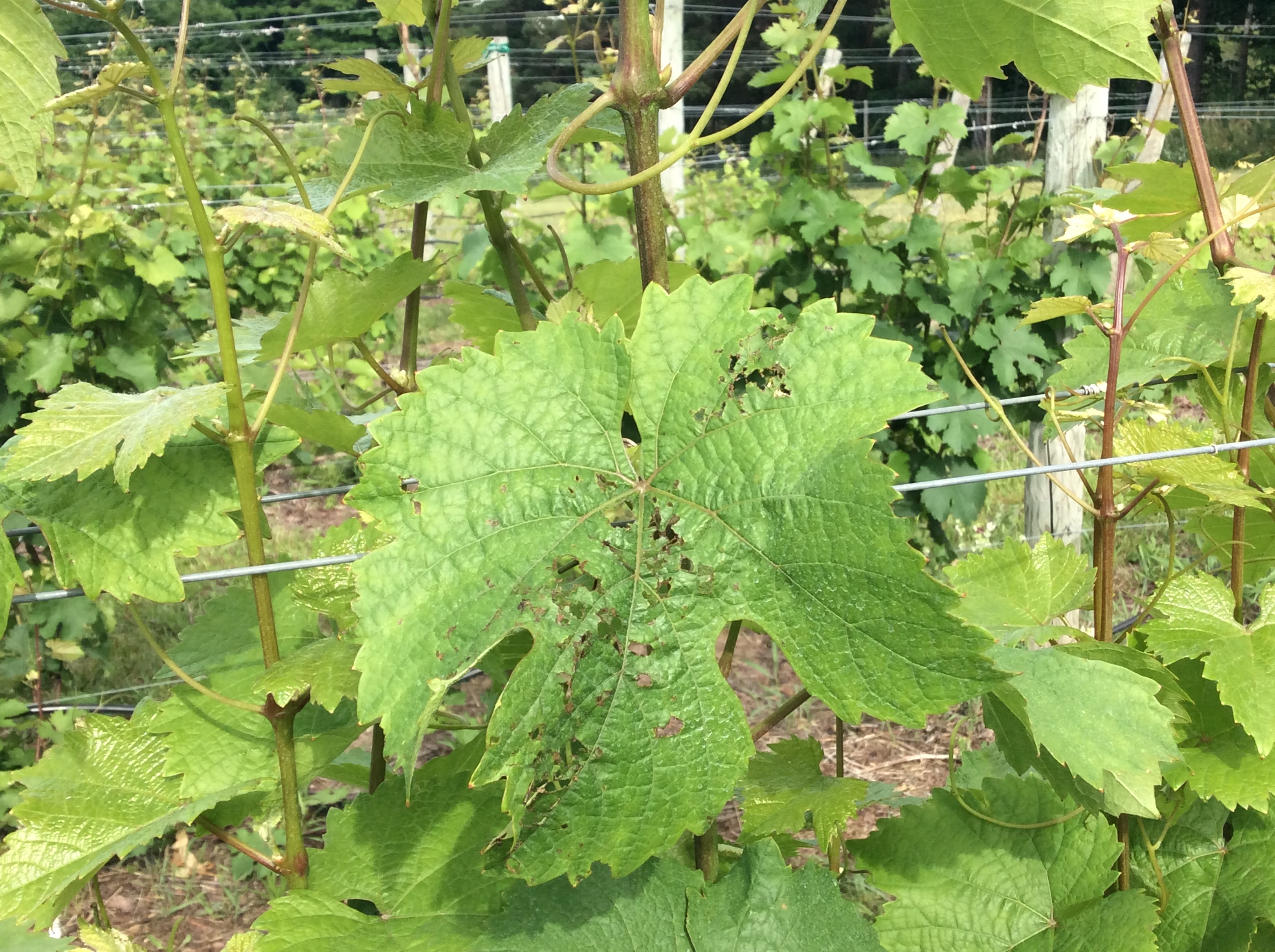 Rose Chafer leaf damage (Figure 8)